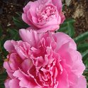Paeonia lactiflora 'Auguste Dessert' fleur